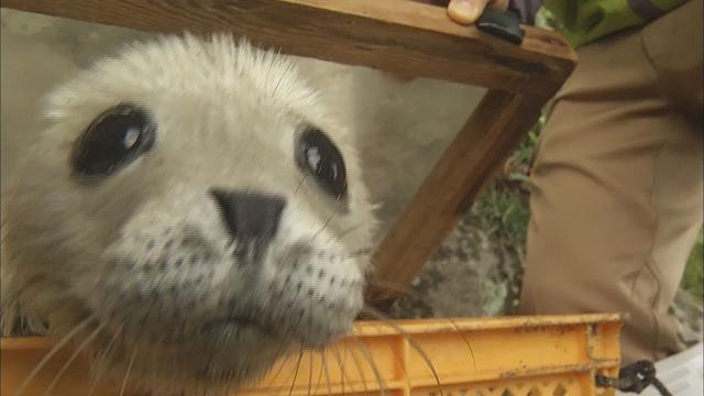 画像: 「乾くとぬいぐるみみたい」…ゴマフアザラシの赤ちゃん３頭誕生　白い産毛に覆われるのは２～３週間　静岡・沼津市 youtu.be