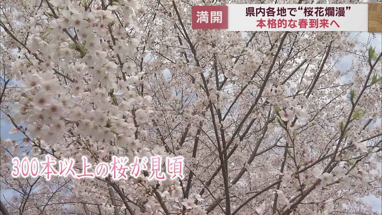 画像: 静岡は桜花爛漫 各地から満開の便り youtu.be