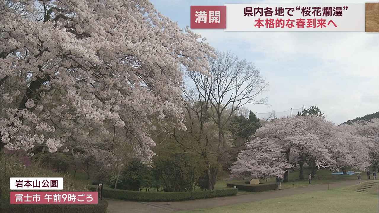 画像: 静岡は桜花爛漫 各地から満開の便り