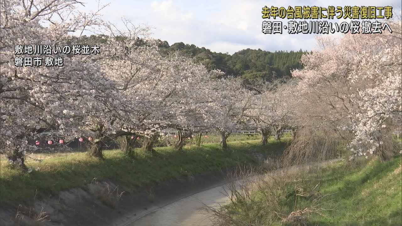 画像: 30本のソメイヨシノの桜並木を撤去することに今年最後のライトアップ 台風15号の災害復旧工事のため 静岡・磐田市 youtu.be