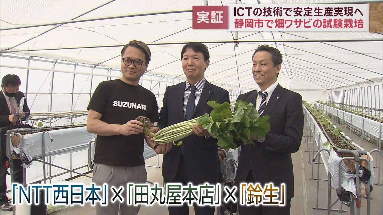画像: ICT活用した先端技術で特産のわさびの生産量を上げる実証実験始まる 静岡市 youtu.be