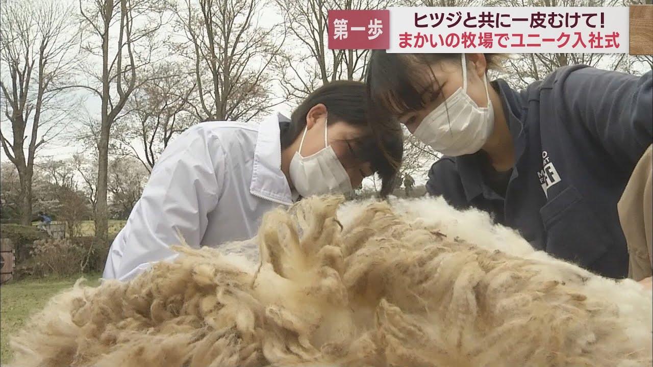 画像: 思い出に残る入社式は「一皮むける」ヒツジの毛刈り 静岡・富士宮市「まかいの牧場」 youtu.be