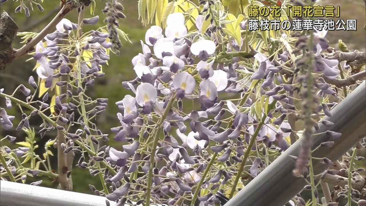 画像: 静岡県藤枝市では「藤の花の開花宣言」 蓮華寺池公園には20種類250本の藤が植えられ15日から「藤まつり」が開催 youtu.be