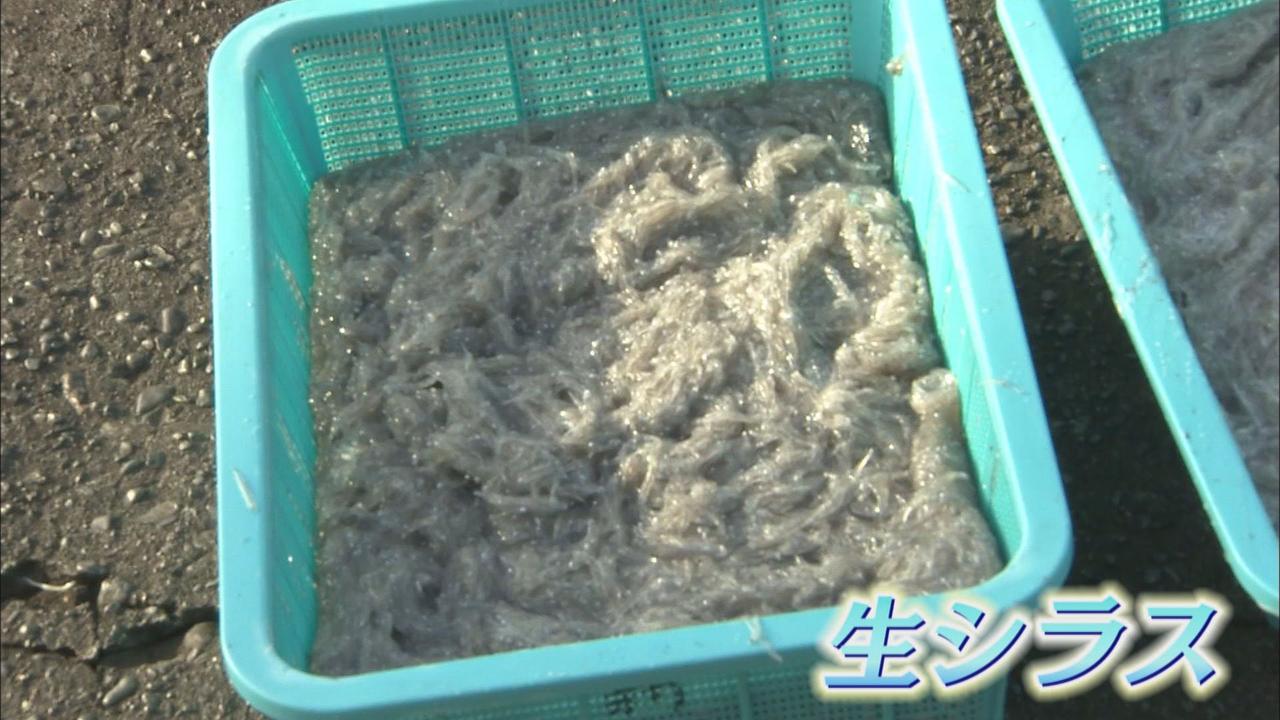 画像1: 漁協「去年に比べて３倍から４倍ぐらいとれてる」