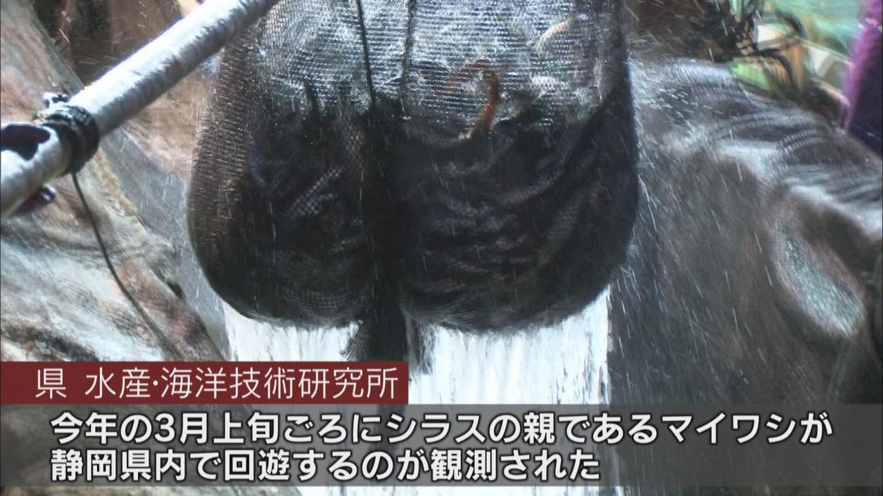 画像: 静岡県水産・海洋技術研究所は