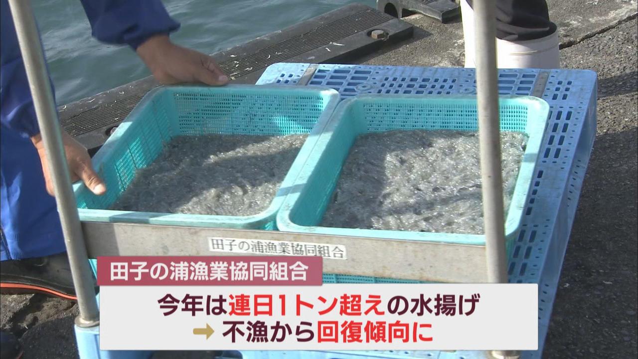 画像3: 漁協「去年に比べて３倍から４倍ぐらいとれてる」