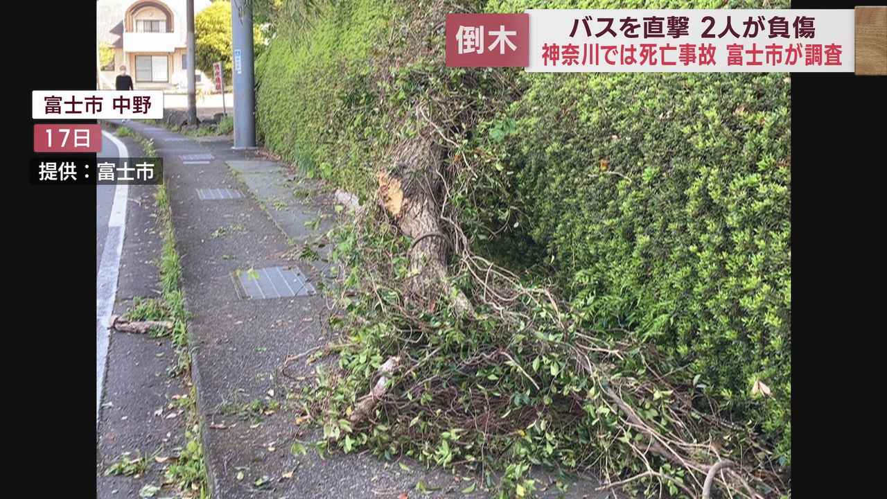 画像1: 倒木によるバス事故が発生 公園などで倒木から身を守る方法は? 静岡・富士市