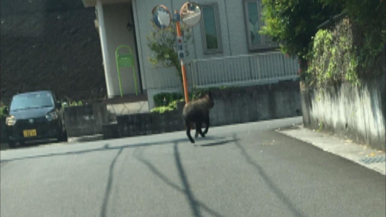 画像2: 目撃者「玄関の前でウロチョロしちゃってて」