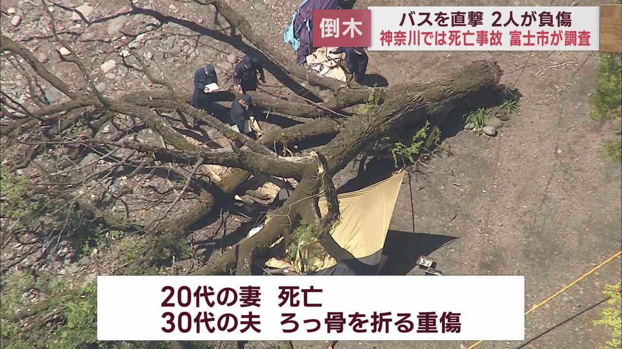画像2: 倒木によるバス事故が発生 公園などで倒木から身を守る方法は? 静岡・富士市
