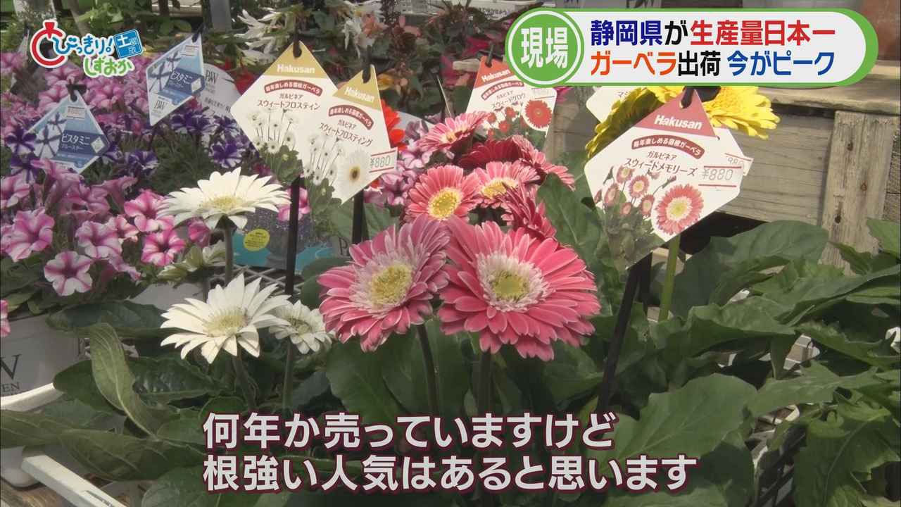 画像2: 藤枝市の園芸店へ