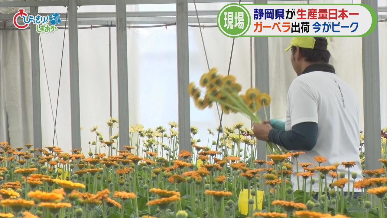 画像6: そこで、私もガーベラ栽培の現場へ…