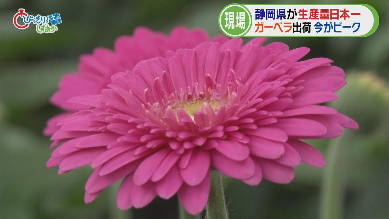 画像5: 藤枝市の園芸店へ