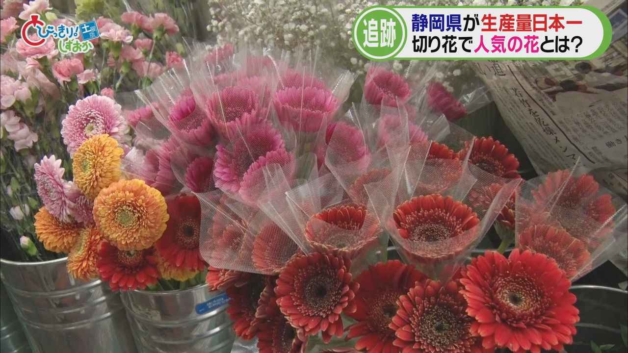 画像1: 静岡県が生産量日本一の「ガーベラ」出荷の最盛期を迎える今その魅力を探る