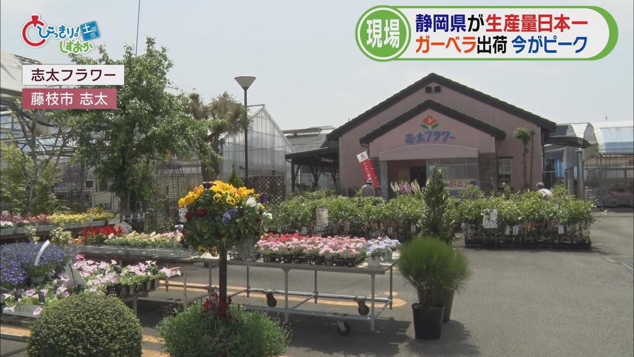 画像1: 藤枝市の園芸店へ