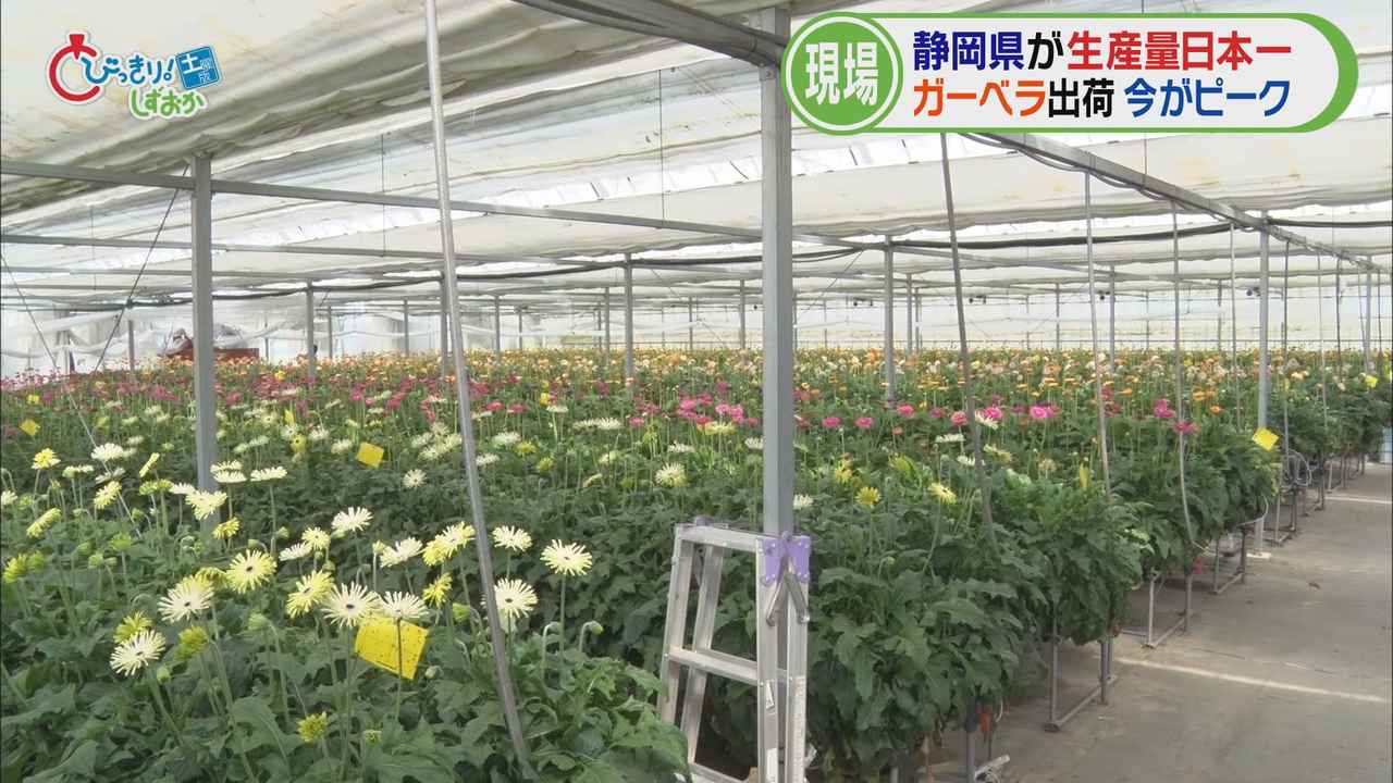 画像1: そこで、私もガーベラ栽培の現場へ…