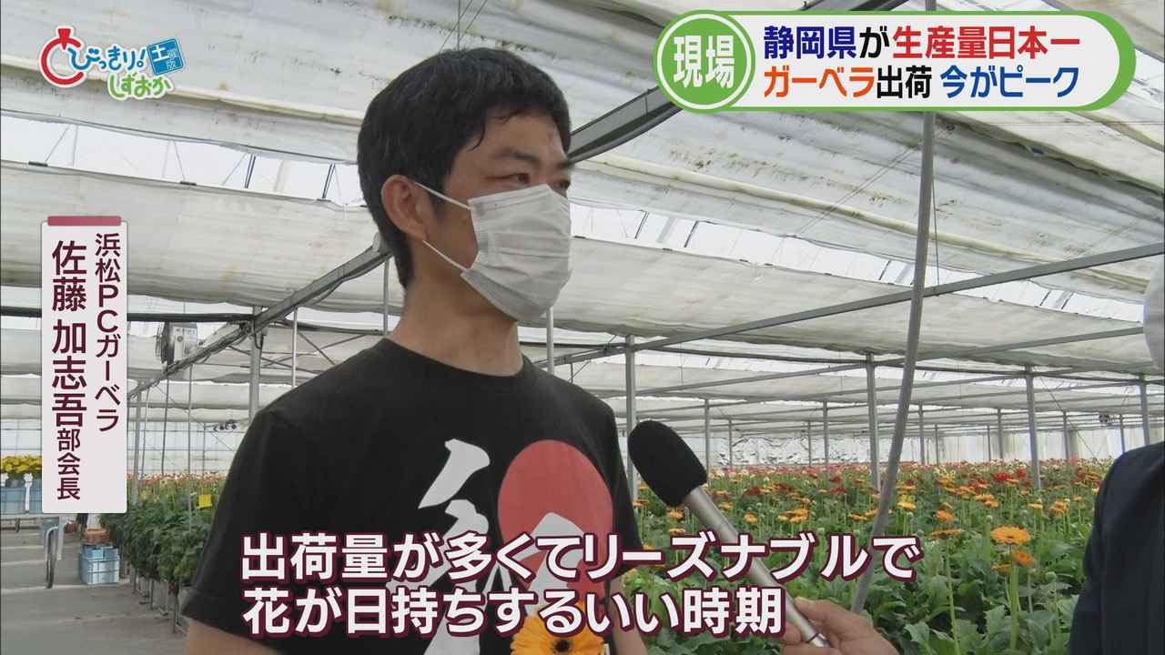 画像4: そこで、私もガーベラ栽培の現場へ…