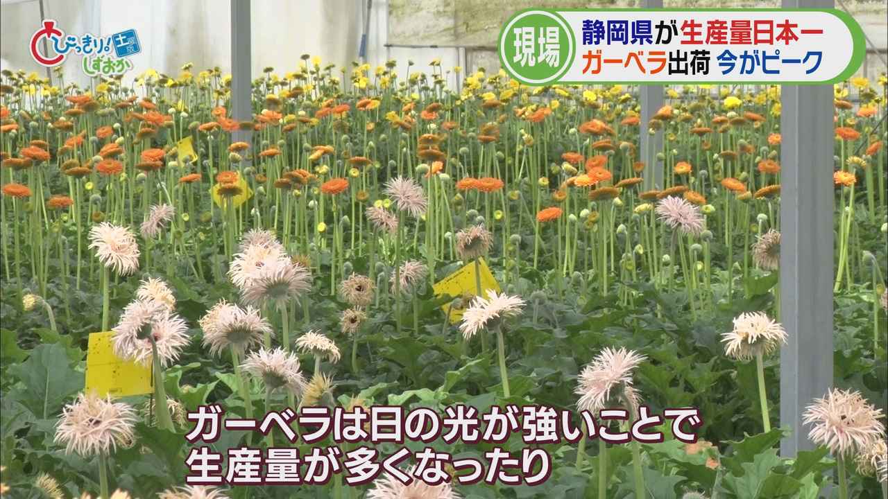 画像2: そこで、私もガーベラ栽培の現場へ…