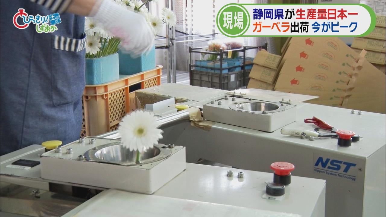 画像3: パッキングセンターへ
