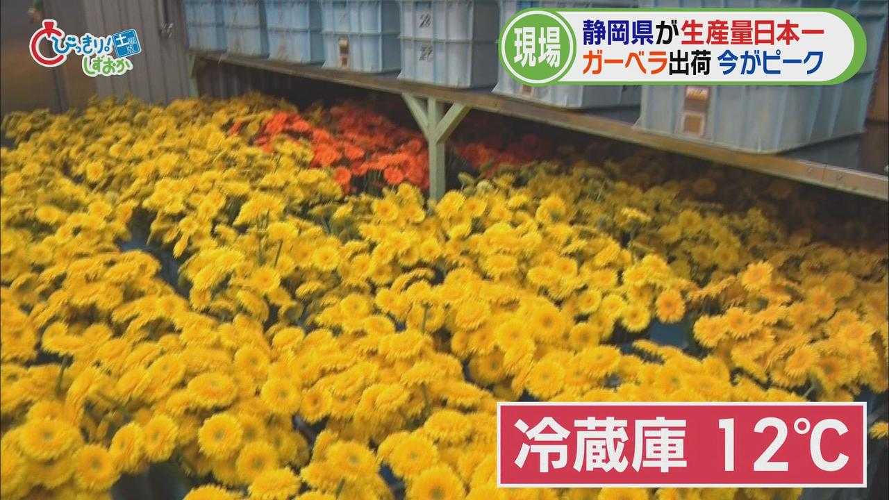 画像1: パッキングセンターへ