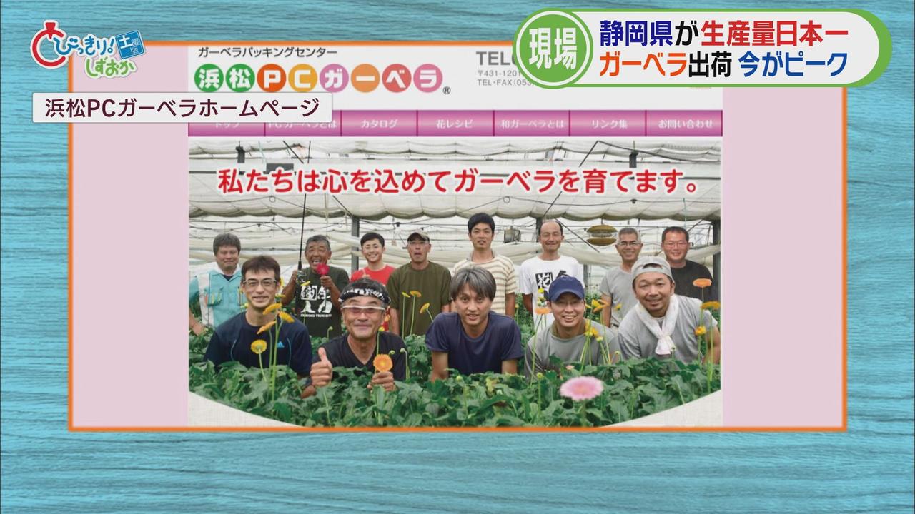 画像3: そこで、私もガーベラ栽培の現場へ…