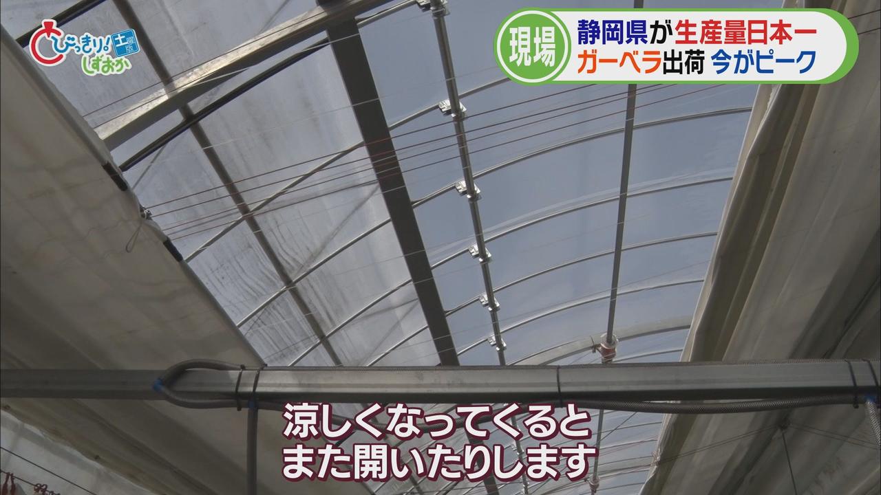 画像5: そこで、私もガーベラ栽培の現場へ…