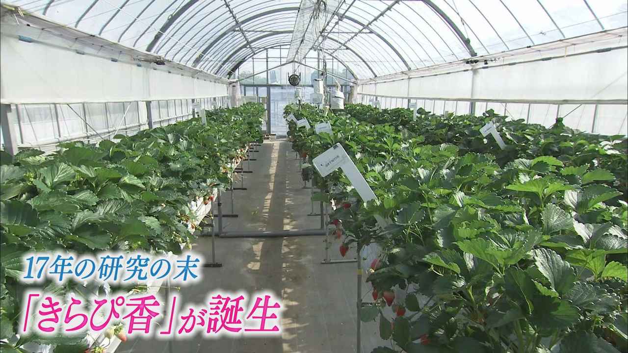 画像1: 静岡県の研究所では…ほぼ一年中「きらぴ香」を