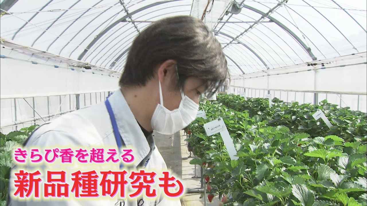 画像: 「きらぴ香」超える新種の研究も