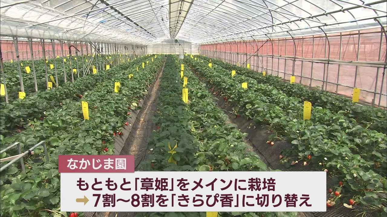 画像: イチゴ農園「きらぴ香は濃い味の品種」