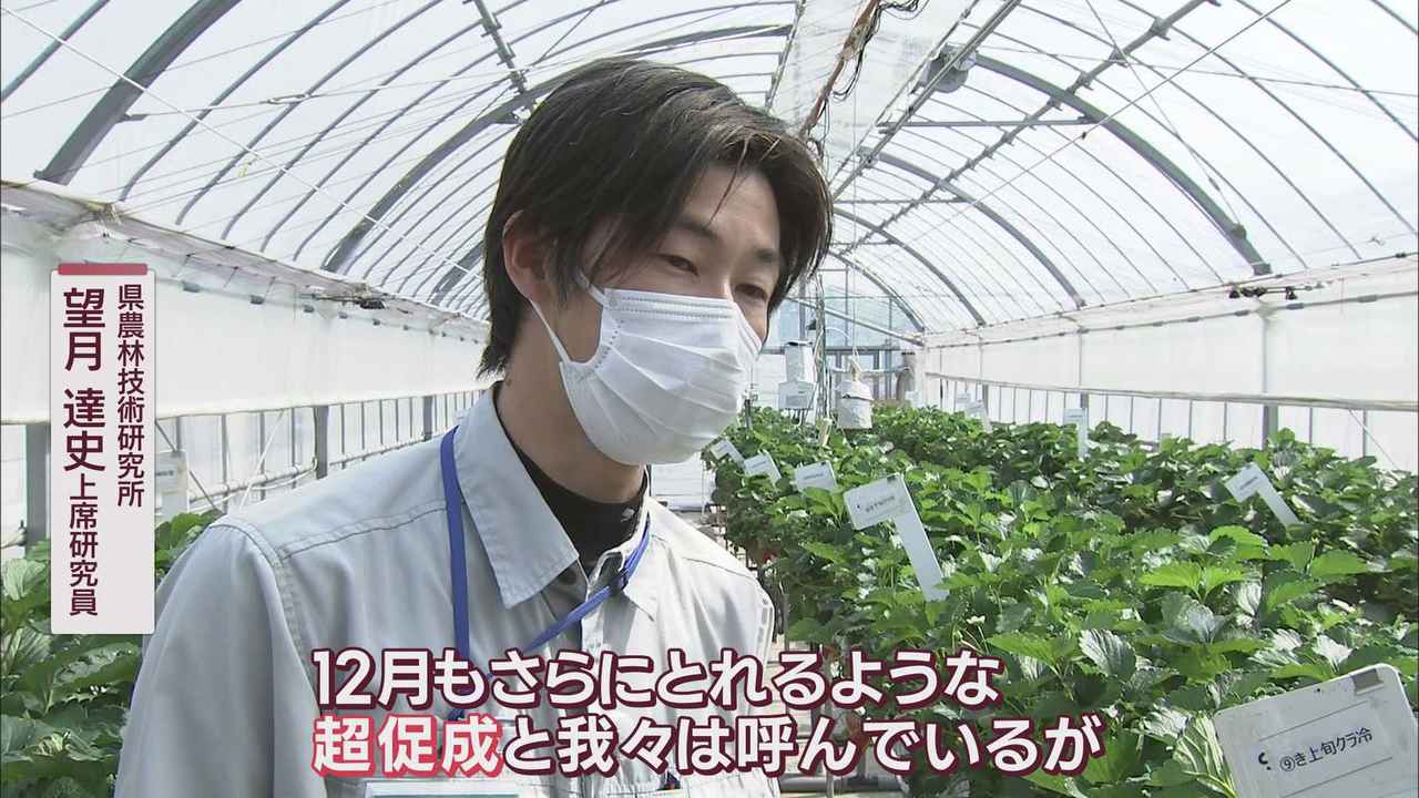 画像2: 静岡県の研究所では…ほぼ一年中「きらぴ香」を
