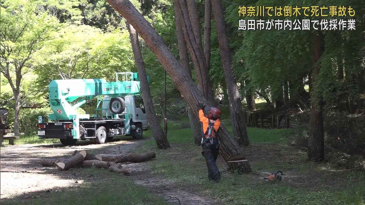 画像: GWを前に公園の危険な枯れ木を伐採 神奈川県相模原市のキャンプ場での事故を教訓に 静岡・島田市 youtu.be