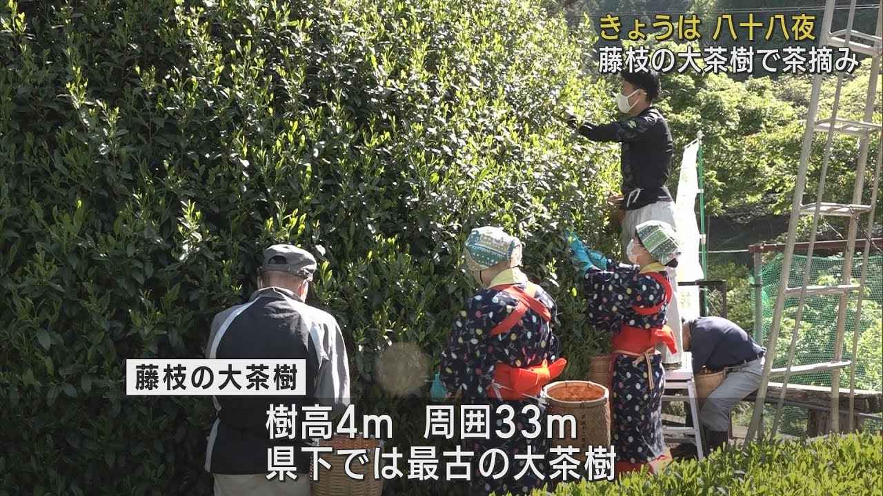 画像: 八十八夜 静岡県内最古樹齢300年超の「藤枝の大茶樹」で茶摘み youtu.be