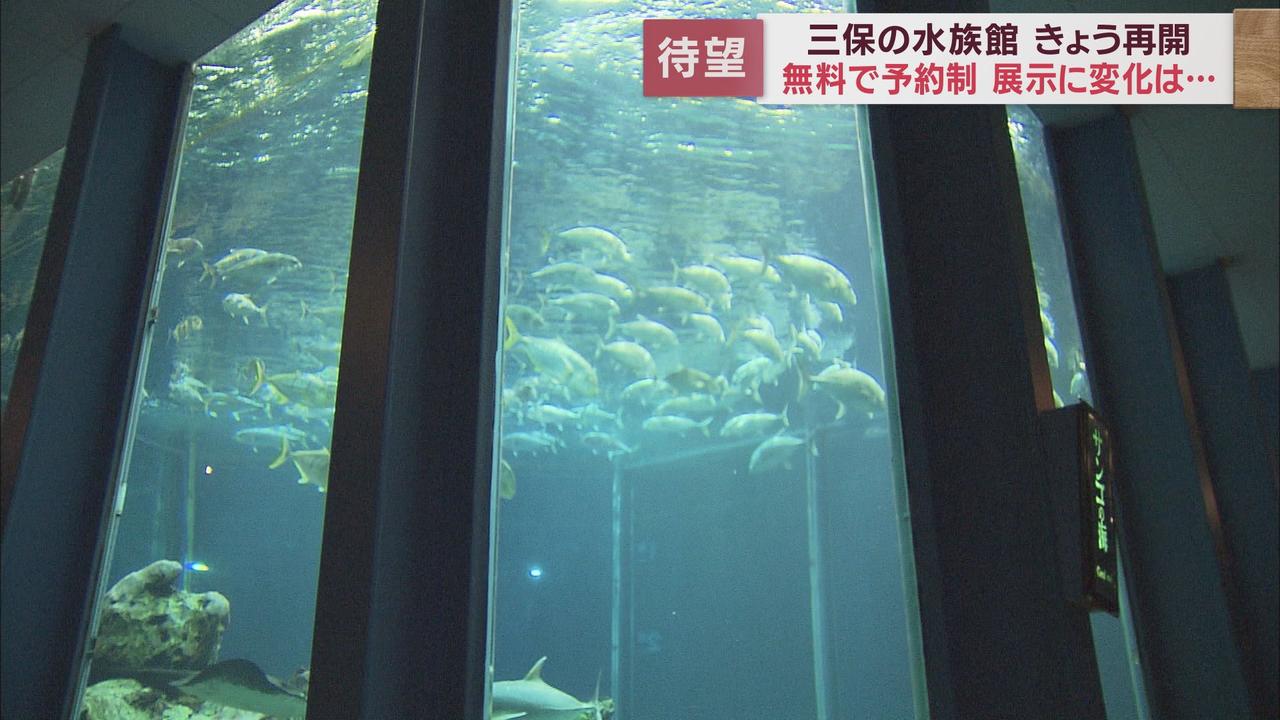 画像2: 高さ6m「巨大水槽」再び…有料公開終了の水族館が「無料」で再開 静岡・清水区