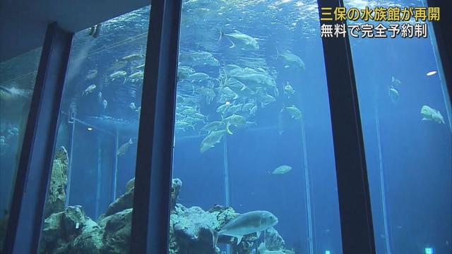 画像: 縦横10m高さ6mの巨大水槽も変わらず 完全予約制で入館再開 静岡市清水区 東海大学海洋科学博物館 youtu.be