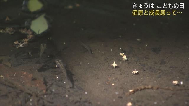 画像: 健やかな成長を願い…神社境内の川にメダカを放流　静岡市葵区　護国神社 youtu.be