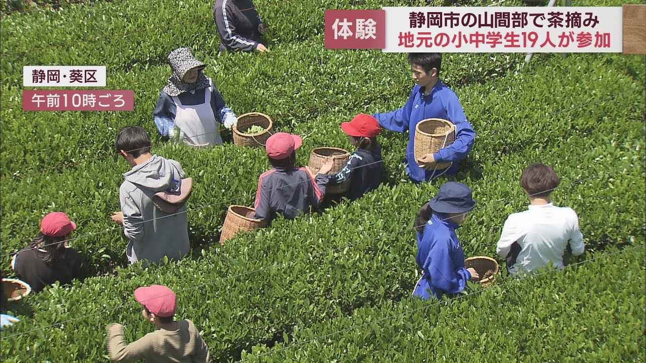 画像: 小中学生が授業で茶摘み体験~50年以上続く伝統行事・静岡市立大河内小中学校 youtu.be