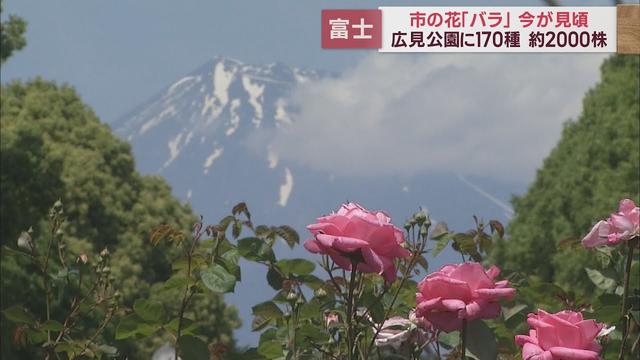 画像: バラが見ごろ…富士山との競演も見応え 公園に170種2000株 来園者「写真を100枚くらい撮った」 静岡・富士市 youtu.be
