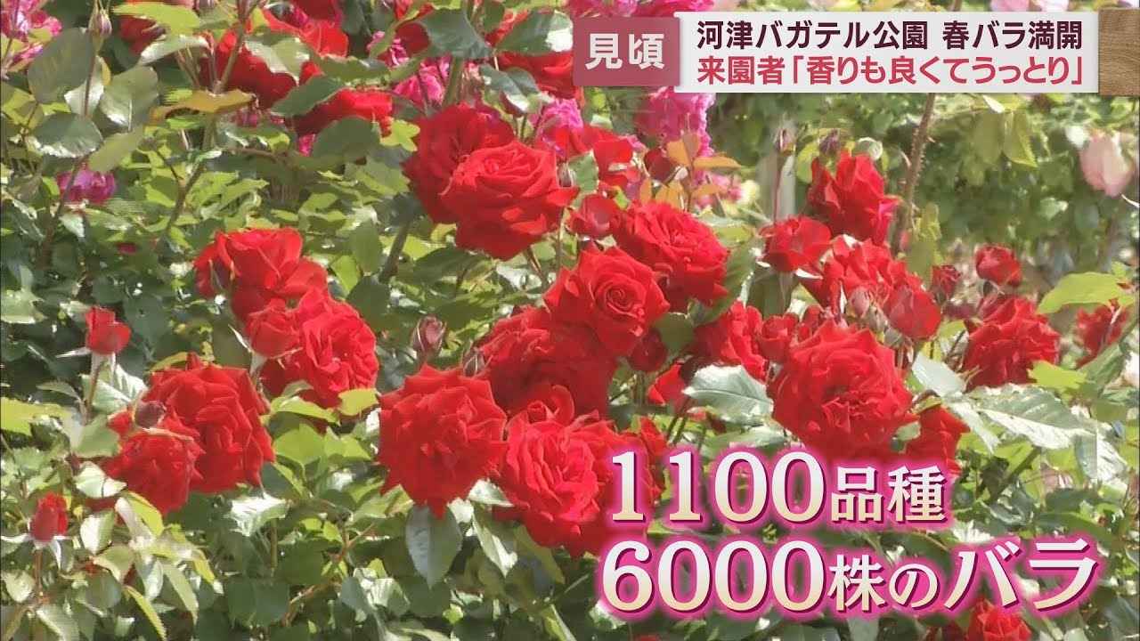 画像: 庭園に1100品種6000株…春バラが満開 来園者「うっとりしてしまう」 静岡・河津町 河津バガテル公園 youtu.be