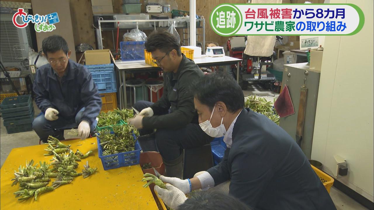 画像4: 静岡ワサビ復活のカギは