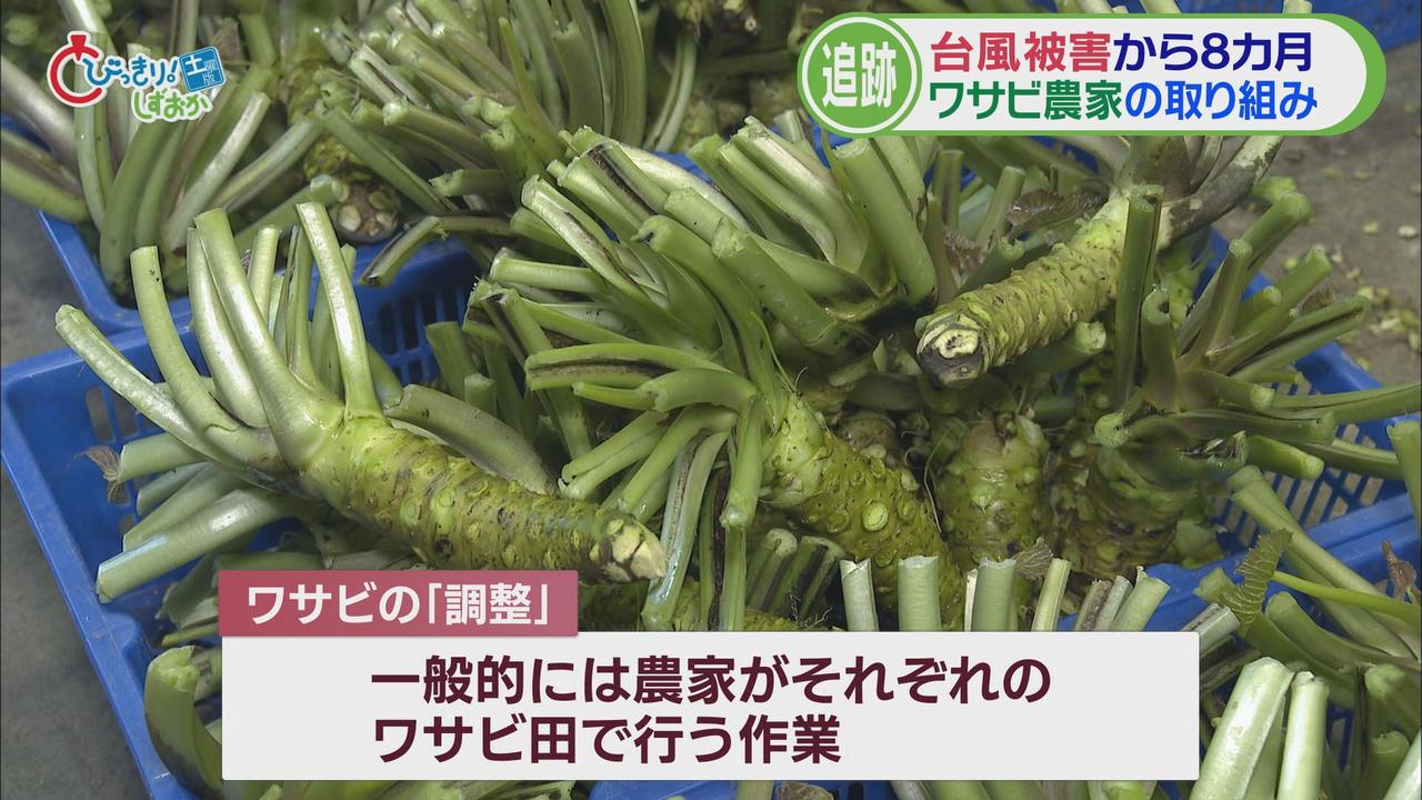 画像3: 静岡ワサビ復活のカギは