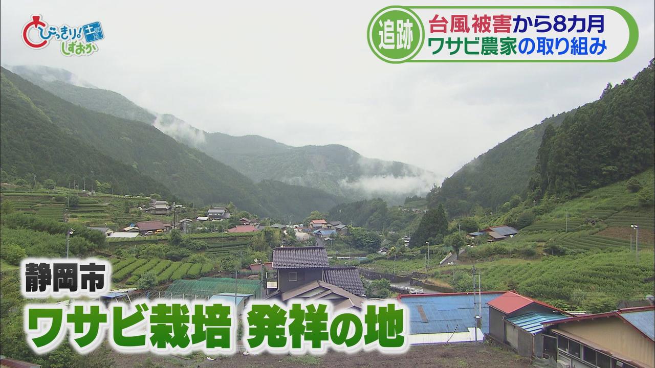 画像1: 上質なワサビが足りない①ワサビ漬け