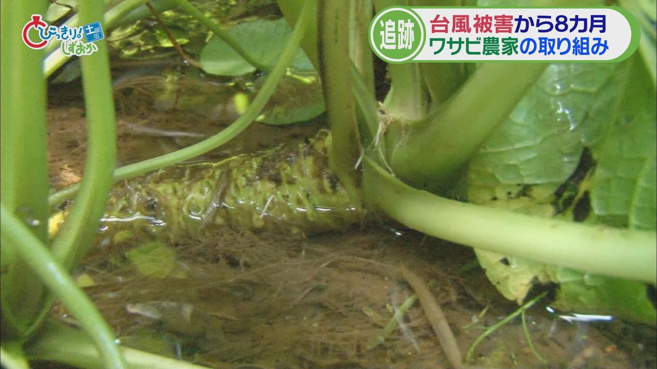 画像6: 静岡ワサビ復活のカギは