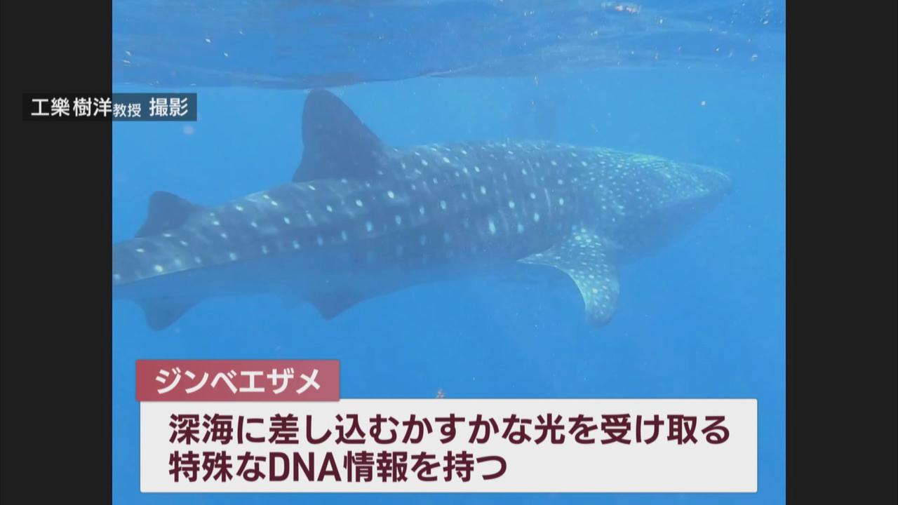 画像2: 水面近くから深海2000mまで潜るジンベイザメ