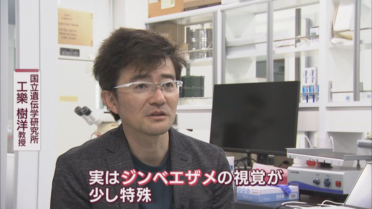 画像1: 水面近くから深海2000mまで潜るジンベイザメ