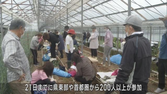 画像: 母の日が終わってカーネーションの引き抜き作業 200人以上が参加 静岡・河津町 youtu.be