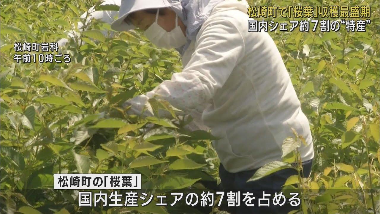 画像: 生産量日本一 特産「桜葉」の収穫が最盛期に 4カ月塩漬けにされた後全国に出荷 静岡・松崎町 youtu.be
