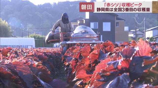 画像: 赤シソの収穫ピークに ポリフェノールが多く含まれふりかけの材料に youtu.be