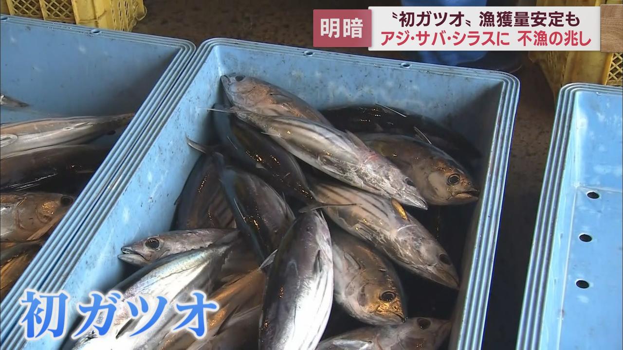 画像1: カツオ 小ぶりだが増えてきた