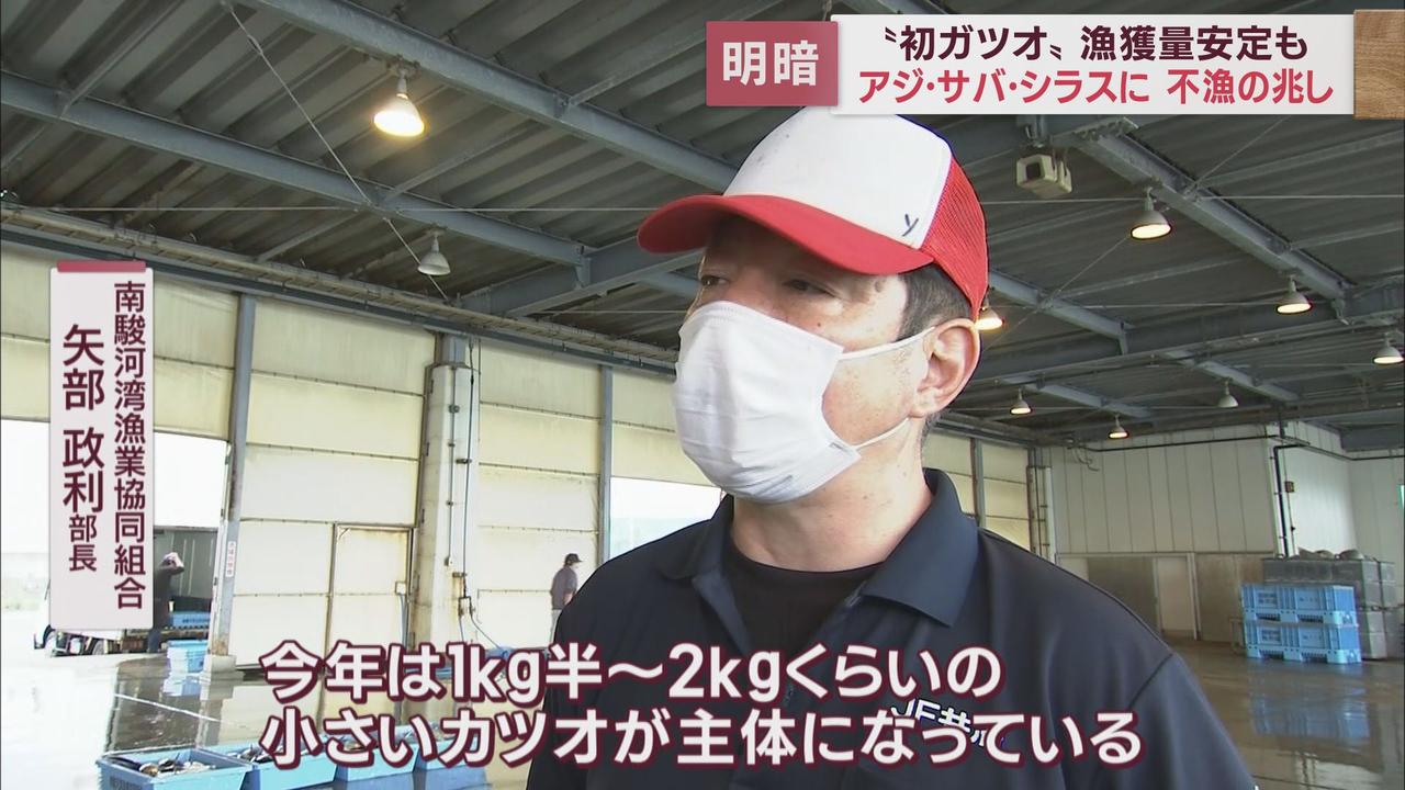 画像2: カツオ 小ぶりだが増えてきた