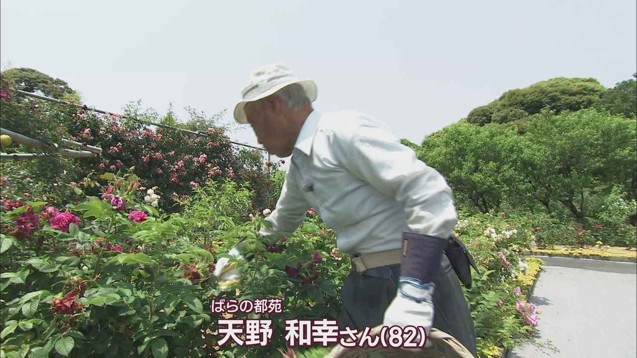 画像: 2700平方メートルの敷地に300種1500株