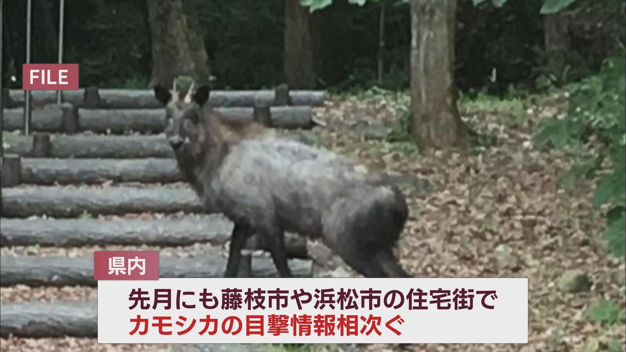 画像2: 掛川市の中心エリアにカモシカ出没 市担当者「刺激しなければ襲ってこない」
